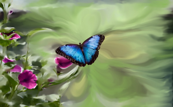 blue butterfly Stock Photo