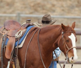cowboy Stock Photo 02