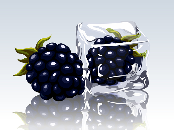 ice cubes and blackberry design vector free download