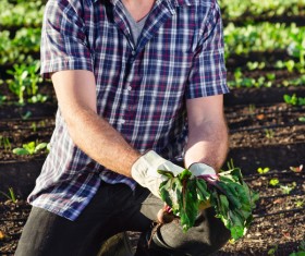 man who pulls radish HD picture