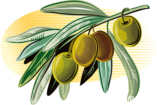 olive branch vector material