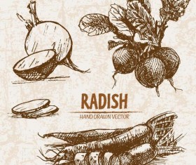 radish hand drawing retor vector 01