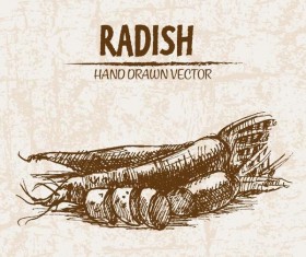 radish hand drawing retor vector 02