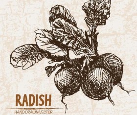 radish hand drawing retor vector 03