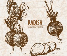 radish hand drawing retor vector 04