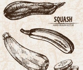 squash hand drawing retor vector 01