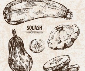 squash hand drawing retor vector 02