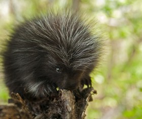 wild animals Stock Photo 01