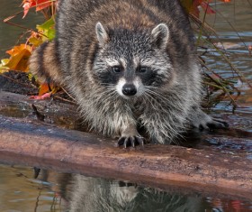 wild animals Stock Photo 02