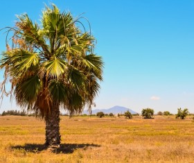 A palm tree Stock Photo