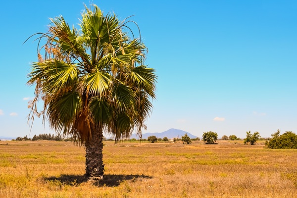 A palm tree Stock Photo