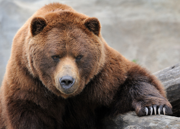 Adult grizzly bear Stock Photo