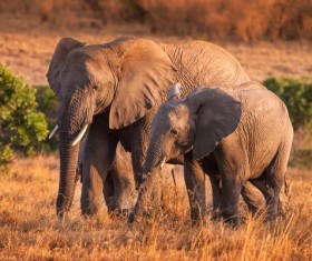 African Prairie Elephant Stock Photo 01