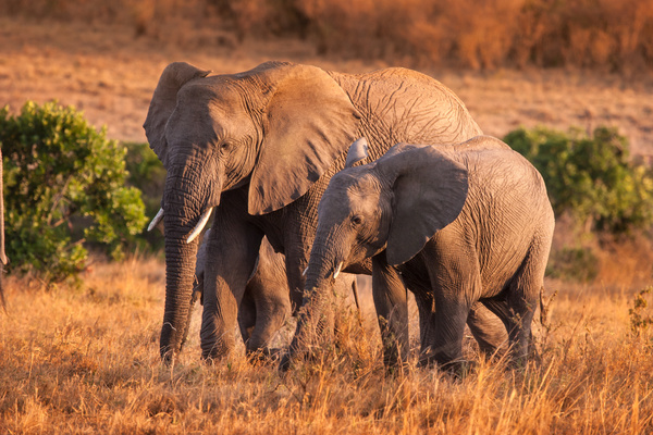 African Prairie Elephant Stock Photo 01