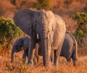 African Prairie Elephant Stock Photo 02