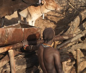 African captive cows Stock Photo