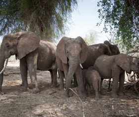 African elephant Stock Photo