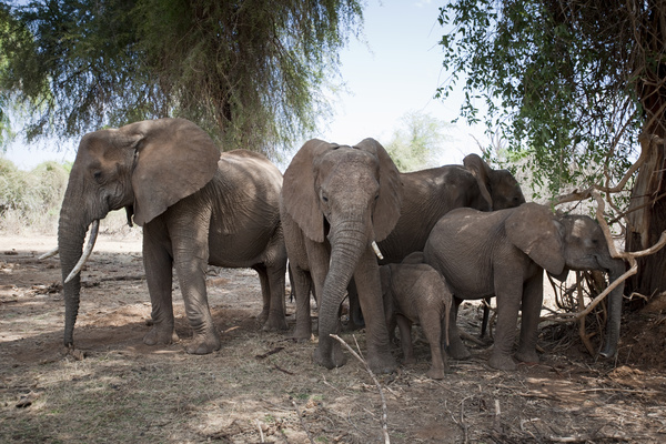 African elephant Stock Photo