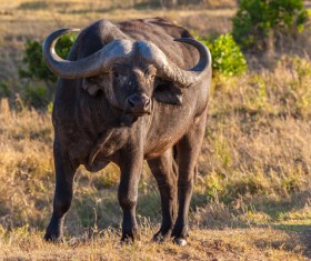 African grassland bison Stock Photo