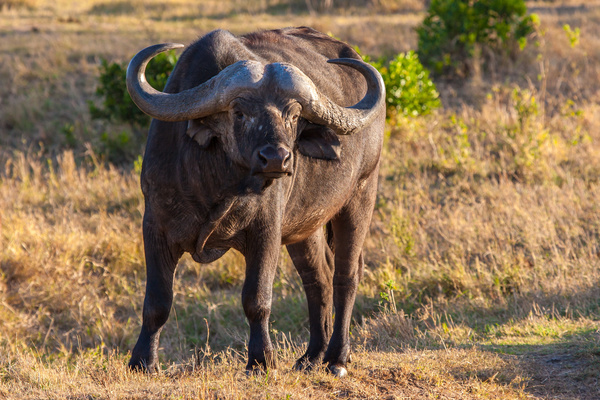African grassland bison Stock Photo