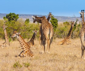African grassland giraffe Stock Photo 01