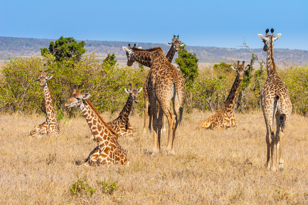African grassland giraffe Stock Photo 01
