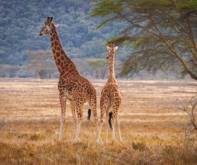 African grassland giraffe Stock Photo 02