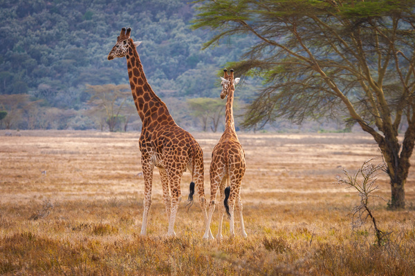 African grassland giraffe Stock Photo 02