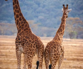 African grassland giraffe Stock Photo 03
