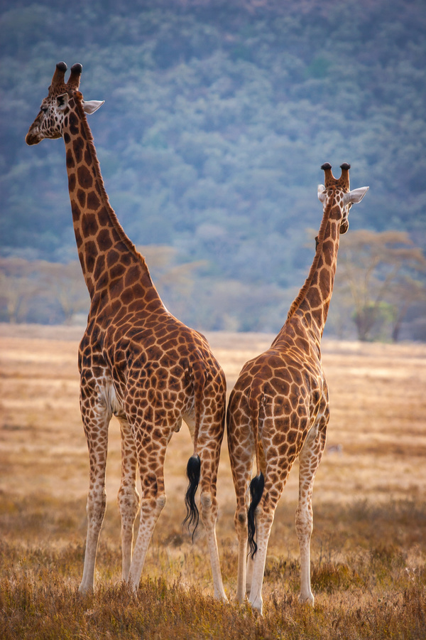 African grassland giraffe Stock Photo 03