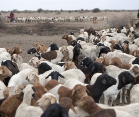 African sheep grazing Stock Photo