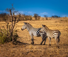 African steppe zebra Stock Photo