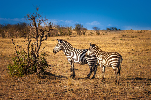 African steppe zebra Stock Photo