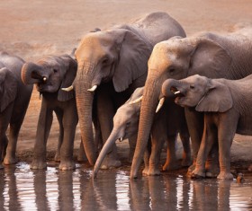An elephant drinking water on the river HD picture