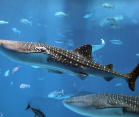 Aquarium fish Stock Photo