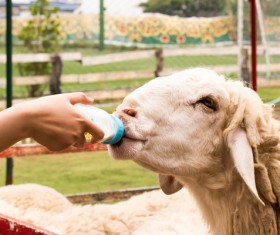 Artificial feeding of sheep HD picture