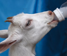 Artificial rearing HD picture