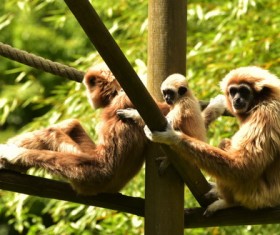 Barbary monkey Stock Photo
