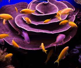 Beautiful coral reefs and flocks of fish Stock Photo