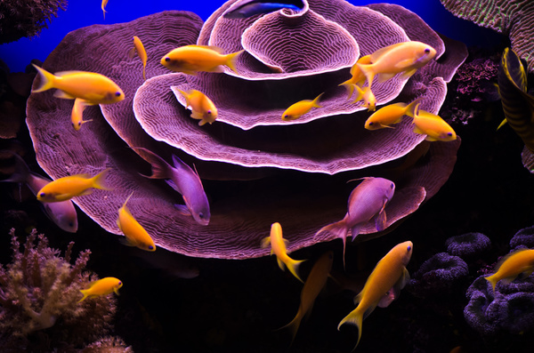 Beautiful coral reefs and flocks of fish Stock Photo