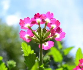 Beautiful flowers Stock Photo