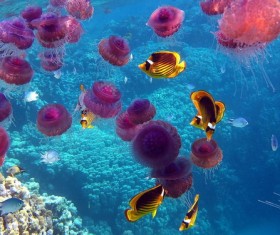 Beautiful purple jellyfish Stock Photo
