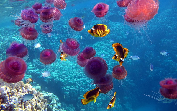 Beautiful purple jellyfish Stock Photo