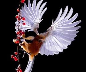 Beautiful tits Stock Photo