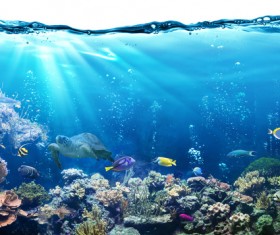 Beautiful underwater world Stock Photo