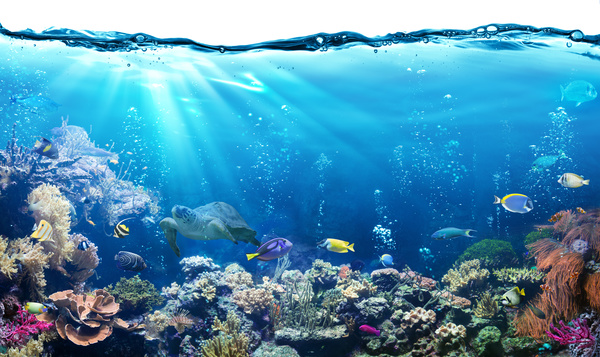Beautiful underwater world Stock Photo