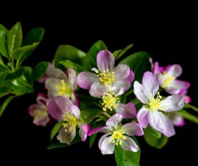 Begonia flowers HD picture