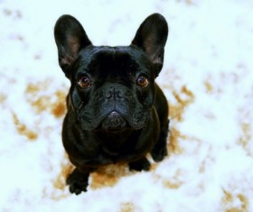 Black Bulldog HD picture