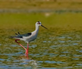 Black wings long stilt HD picture