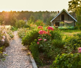 Blooming flowers and houses Stock Photo